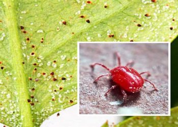 Đặc điểm nhận dạng hình thái của nhện đỏ