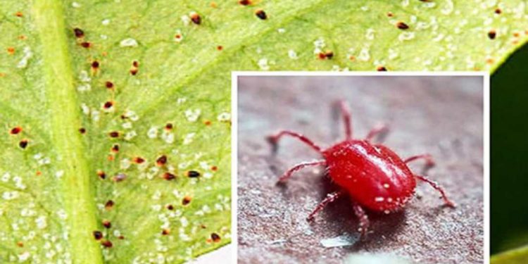 Đặc điểm nhận dạng hình thái của nhện đỏ