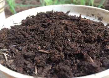 Phân chuồng là phân bón hữu cơ nguồn gốc từ phân của động vật nuôi