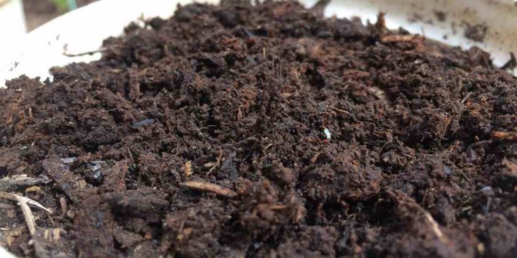 Phân chuồng là phân bón hữu cơ nguồn gốc từ phân của động vật nuôi