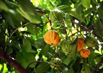 Những quả tai chua khi chín có màu vàng to đẹp, bắt mắt