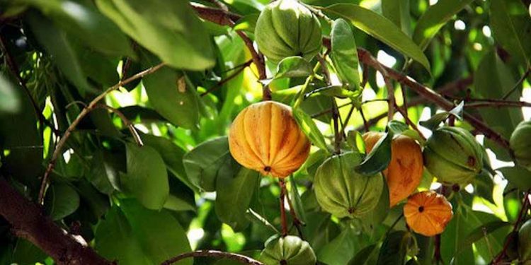 Những quả tai chua khi chín có màu vàng to đẹp, bắt mắt