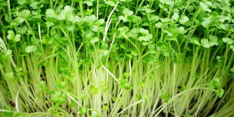 Khi thu hoạch rau mầm cần hết sức cẩn thận vì cây rất mềm và nhỏ