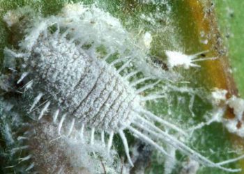 Hình dạng bên ngoài của rệp sáp