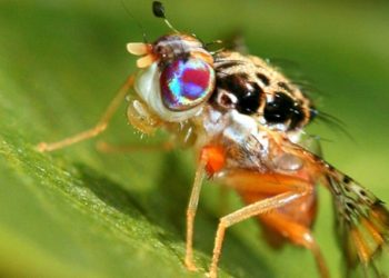 Con ruồi phá hoại mùa màng cần được tiêu diệt mọi lúc mọi nơi