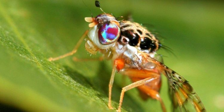 Con ruồi phá hoại mùa màng cần được tiêu diệt mọi lúc mọi nơi