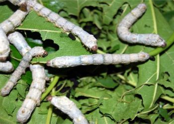 Khi thay màu là lúc con tằm nga đã chuyển sang tuổi mới