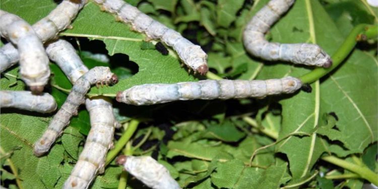 Khi thay màu là lúc con tằm nga đã chuyển sang tuổi mới