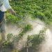 Tìm hiểu thuốc trừ cỏ là gì?