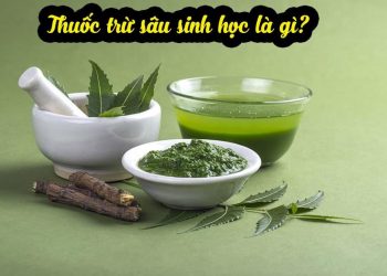 Thuốc trừ sâu vi sinh và thảo mộc là thuốc trừ sâu sinh học