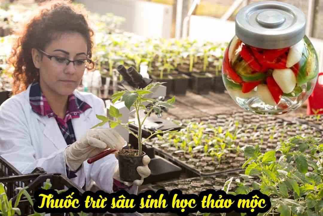 Thuốc sinh học từ thảo mộc dễ làm