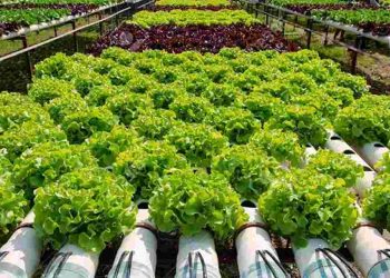 Tìm hiểu khái quát về rau trồng thủy canh - phương pháp an toàn