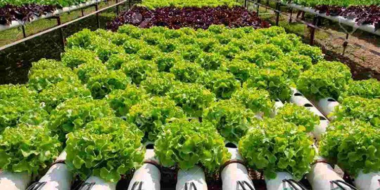 Tìm hiểu khái quát về rau trồng thủy canh - phương pháp an toàn