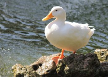 Vịt là loài gia cầm phổ biến tại Việt Nam