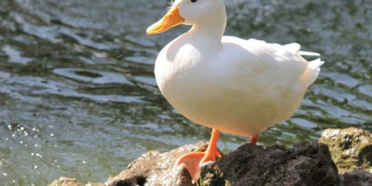 Vịt là loài gia cầm phổ biến tại Việt Nam