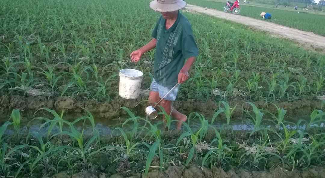 Khi nào bón phân đạm cho cây là hợp lý?