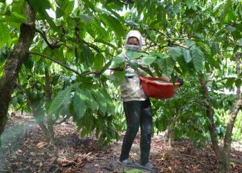 Cách bón phân đạm và những điều cần lưu ý khi sử dụng phân