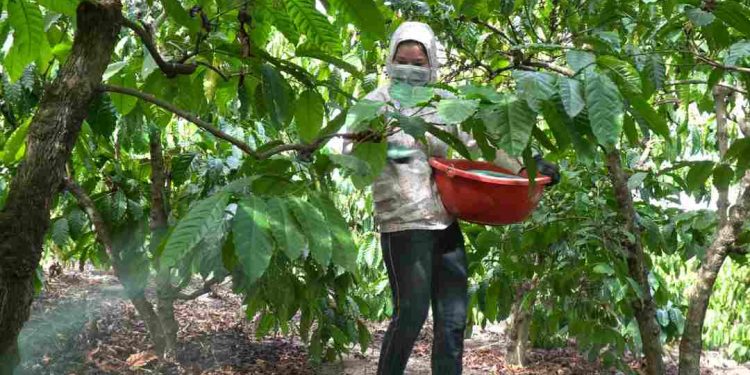 Cách bón phân đạm và những điều cần lưu ý khi sử dụng phân