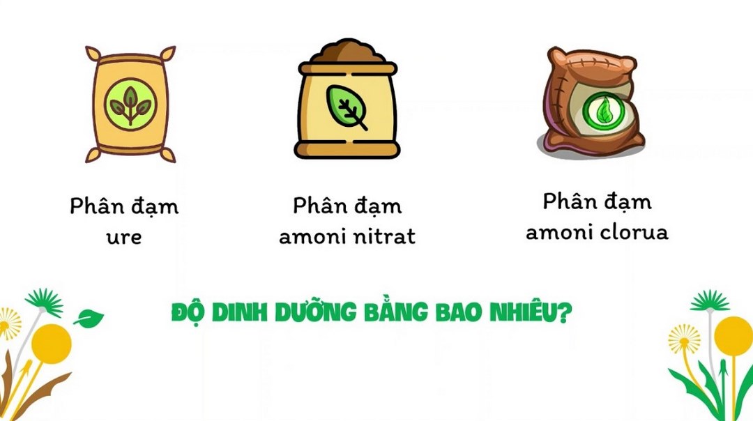 Phân đạm Amoni là gì?