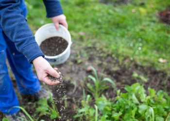 Phân đạm Amoni có những ứng dụng gì trong nông nghiệp?