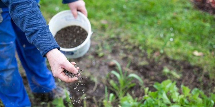 Phân đạm Amoni có những ứng dụng gì trong nông nghiệp?