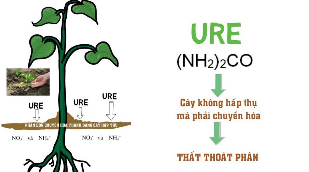 Phân đạm ure không phải lúc nào cũng là nguồn phân đạm chính