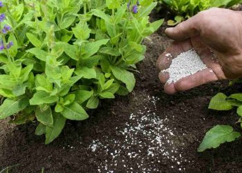 Phân đạm Ure tác động như thế nào đến cây trồng và đất?