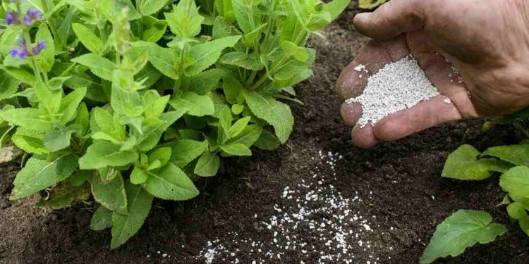 Phân đạm Ure tác động như thế nào đến cây trồng và đất?