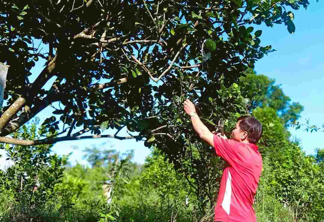 Căn cứ các yếu tố dinh dưỡng đi kèm trong phân lân