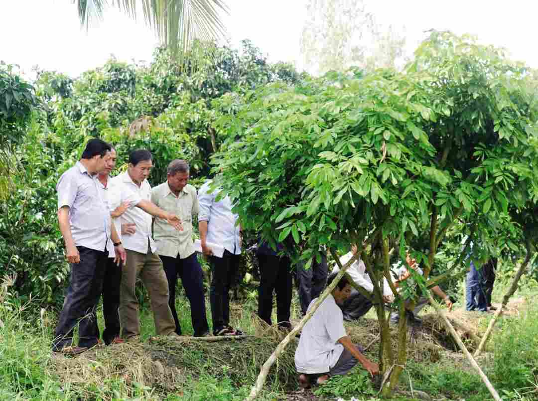 Có thể bón phân lân cải tạo và bón lân duy trì