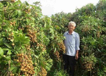 Cách bón phân lân đúng thời điểm, mang lại hiệu quả cao