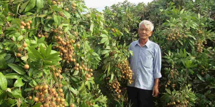 Cách bón phân lân đúng thời điểm, mang lại hiệu quả cao