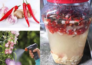 Cách làm thuốc trừ sâu sinh học an toàn với môi trường