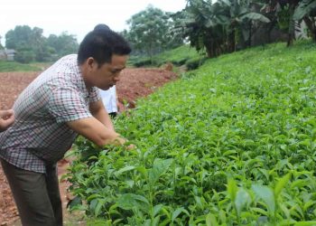 Điều chế thuốc trừ sâu sinh học bằng nguyên liệu thân thiện