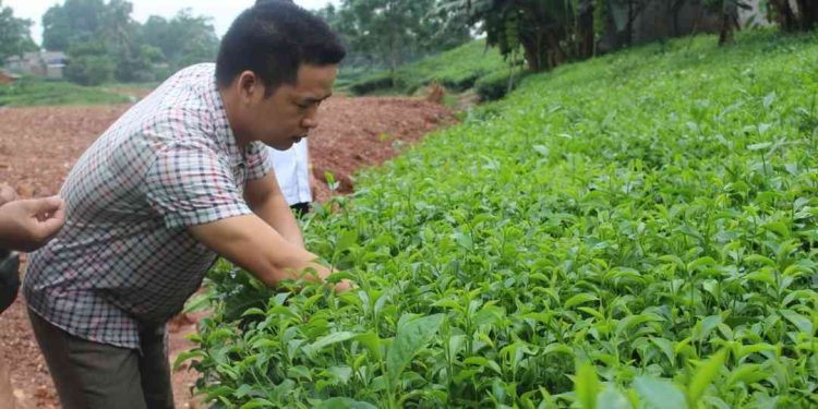 Điều chế thuốc trừ sâu sinh học bằng nguyên liệu thân thiện