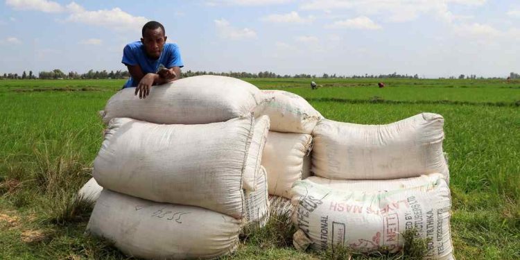 Lợi ích của phân bón hữu cơ đối với cây trồng và đất