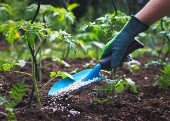 Phân bón hữu cơ khoáng hiện nay có những loại nào tốt?