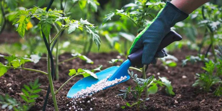 Phân bón hữu cơ khoáng hiện nay có những loại nào tốt?