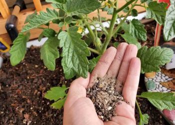 Phân bón hữu cơ sinh học có những ưu điểm gì khi sử dụng?