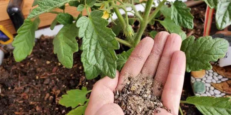 Phân bón hữu cơ sinh học có những ưu điểm gì khi sử dụng?