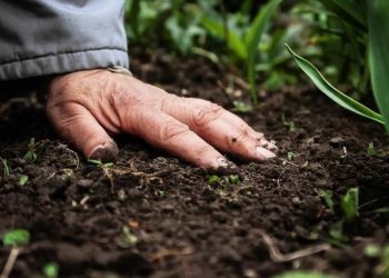 Phân bón hữu cơ vi sinh có ưu điểm gì khi bón cho cây?