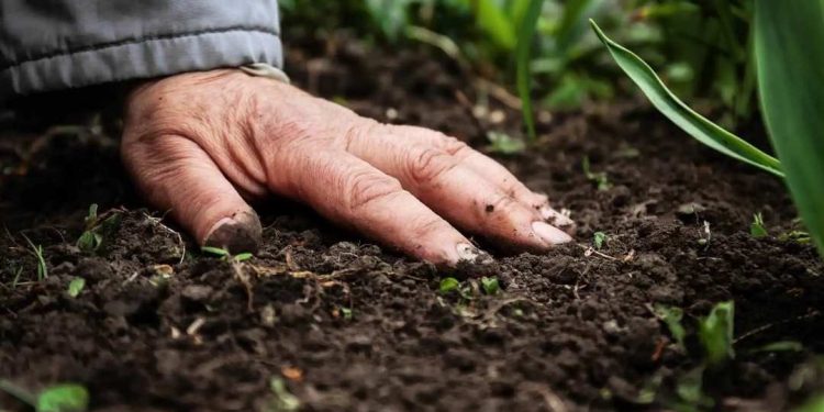 Phân bón hữu cơ vi sinh có ưu điểm gì khi bón cho cây?