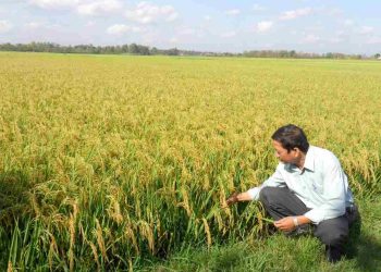 Phân lân bón lót hay bón thúc sẽ mang lại hiệu quả cao nhất?