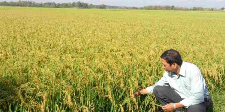 Phân lân bón lót hay bón thúc sẽ mang lại hiệu quả cao nhất?