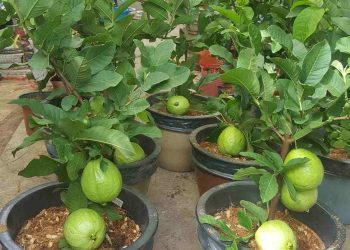 Tác dụng của phân lân khi người làm nông bón cho cây trồng