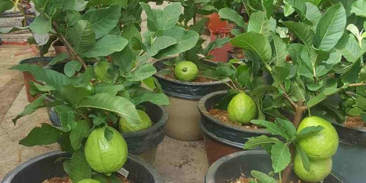 Tác dụng của phân lân khi người làm nông bón cho cây trồng