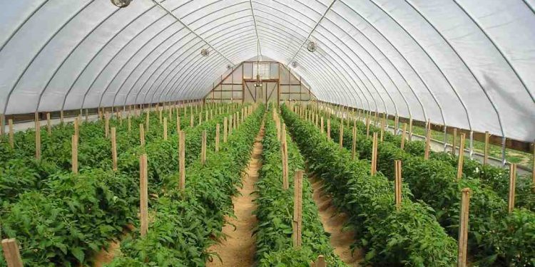 Ưu và nhược điểm của phân lân và bí quyết để dùng hiệu quả