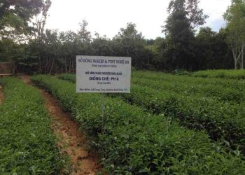 Giống cây trồng là gì? Vai trò giống cây đối với con người