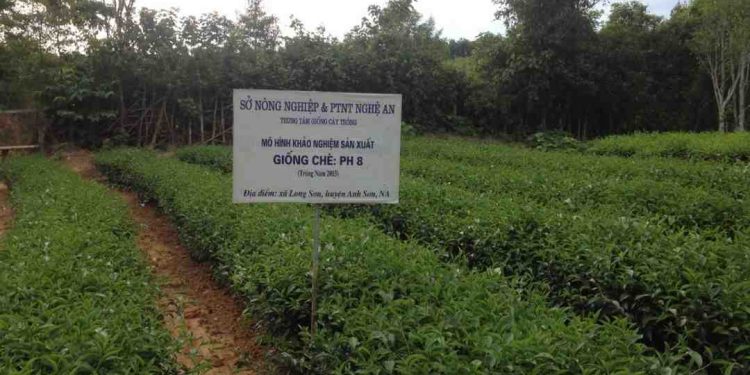 Giống cây trồng là gì? Vai trò giống cây đối với con người