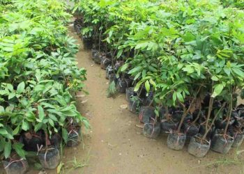 Nhân giống cây trồng từ hạt có ưu, nhược điểm như thế nào?